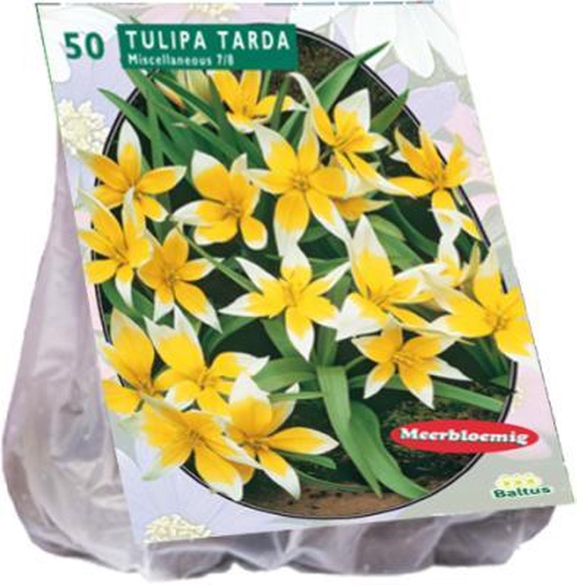 Tulipa (Tulpen) bloembollen - Tarda - 1x50 stuks