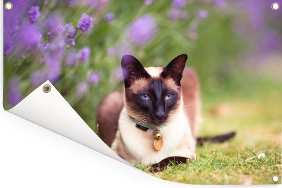 Un chat siamois se trouve par le poster jardin violet lavande 90x60 cm - Toile de jardin / Toile d'extérieur / Peintures pour l'extérieur (décoration de jardin)