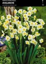 25 x Narcis Avalanche
