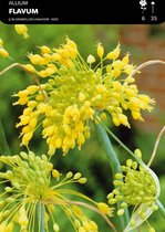 25 x Allium Flavum