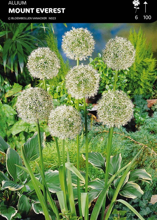 10 X Allium Mount Everest Bol Com