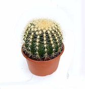 Echinocactus Grusoni ⌀ 11 cm - ↕ ca. 17 cm (Kamerplant, Cadeau, Urbanjungle)