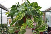 Gardenmarketplace Hangplanten Epipremnum pinnatum - Scindapsus - Money plant