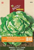 Buzzy  Seeds Bio Rucola Wilde Meerjarige (Skal 14218 NL-BIO)