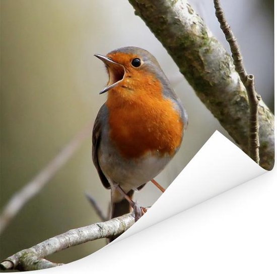 Affiche Robin sur une branche d'arbre 100x100 cm - Tirage photo sur Poster (décoration murale salon / chambre)