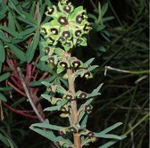 6 x Euphorbia Characias - Wolfsmelk pot 9x9cm