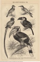 Klimvogels II, mooie vergrote reproductie van een oude plaat met klimvogels uit ca 1910