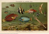 Pronkvissen, mooie vergrote reproductie van een oude plaat met tropische vissen uit ca 1910