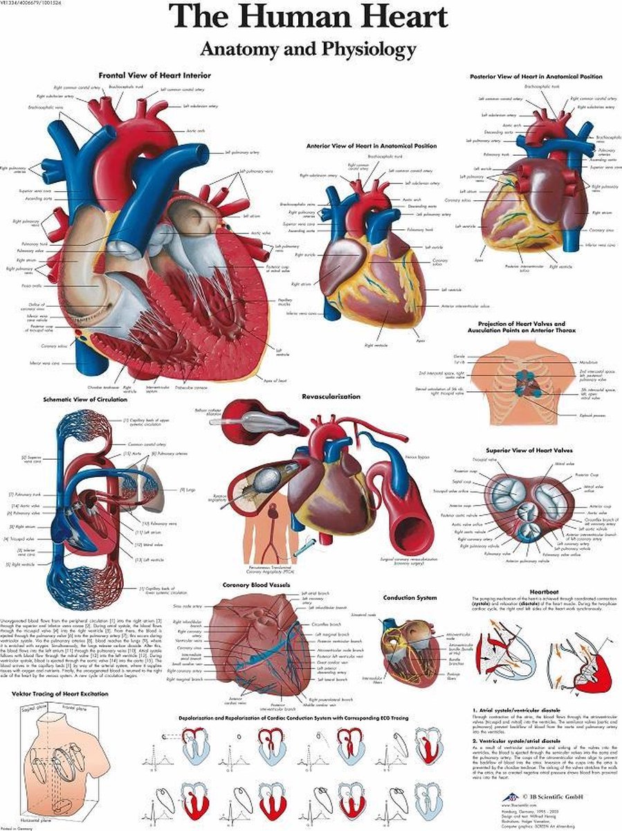 Le corps humain - poster anatomie organes (néerlandais/latin, papier, 50x70  cm) +