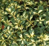 Euonymus Fortunei 'Sunspot' - Kardinaalsmuts - 20-30 cm in pot: Struik met opvallende gele vlekken in het midden van de groene bladeren.
