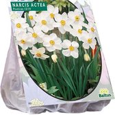 Narcissus (Narcis) bloembollen - Actea - 2x12 stuks