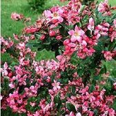 Escallonia 'Donard Radiance' - Escallonia - 40-50 cm in pot: Wintergroene heester met glanzende bladeren en roze bloemen, geschikt voor hagen en windbeschutting.