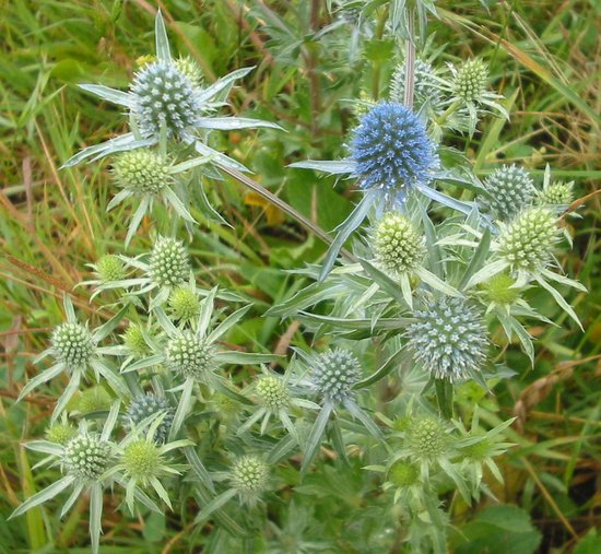 6 x Eryngium Planum Kruisdistel pot 9x9cm