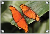 Tuinposter –Twee Oranje Vlinders– 60x40 Foto op Tuinposter (wanddecoratie voor buiten en binnen)