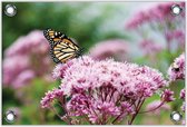 Tuinposter –Vlinder op een Roze Bloem– 60x40 Foto op Tuinposter (wanddecoratie voor buiten en binnen)