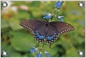 Tuinposter –Zwarte Vlinder– 60x40 Foto op Tuinposter (wanddecoratie voor buiten en binnen)