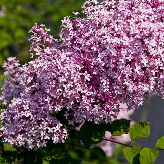 Syringa