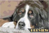 DP® Diamond Painting pakket volwassenen - Afbeelding: Droevige hond - 50 x 75 cm volledige bedekking, vierkante steentjes - 100% Nederlandse productie! - Cat.: Dieren - Honden