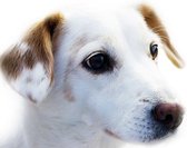 DP® Diamond Painting pakket volwassenen - Afbeelding: Loyale Hond - 60 x 90 cm volledige bedekking, vierkante steentjes - 100% Nederlandse productie! - Cat.: Dieren - Honden