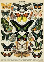 Poster Papillons - Cavallini & Co - Papillons Vintage