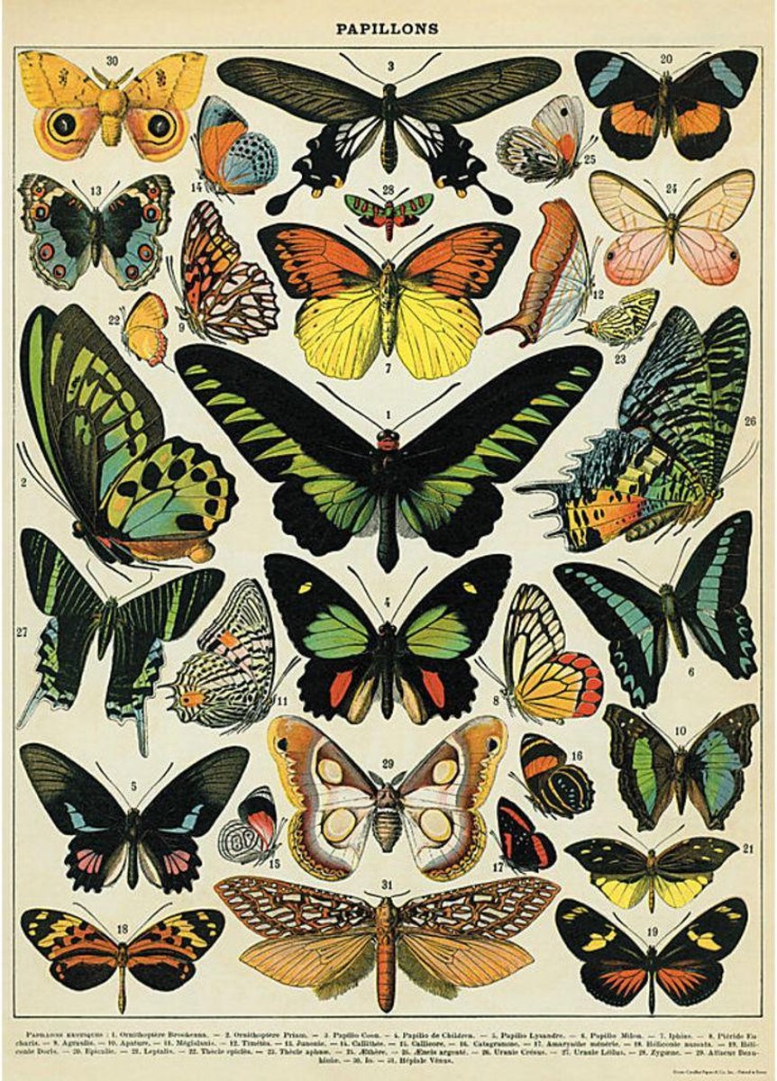 Poster Vlinders - Cavallini & Co - Vintage Butterflies - Cavallini & Co