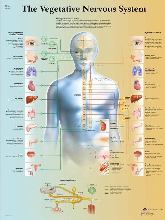 Het Menselijk Lichaam Anatomie Poster Vegetatief Zenuwstelsel Gelamineerd 50x67 Bol 