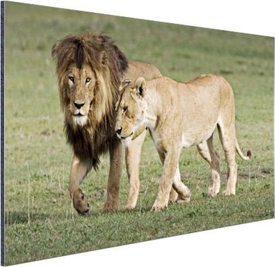 Leeuw luipaard en tijger dier canvas prints moderne muurkunst natuur foto's Afrikaanse wilde dieren kunstwerk voor thuis kantoor 40 x 30 cm (16 x 12 inch Leeuw luipaard en tijger dier canvas prints moderne muurkunst natuur foto's Afrikaanse wilde dieren kunstwerk voor thuis kantoor 40 x 30 cm (16 x 12 inch