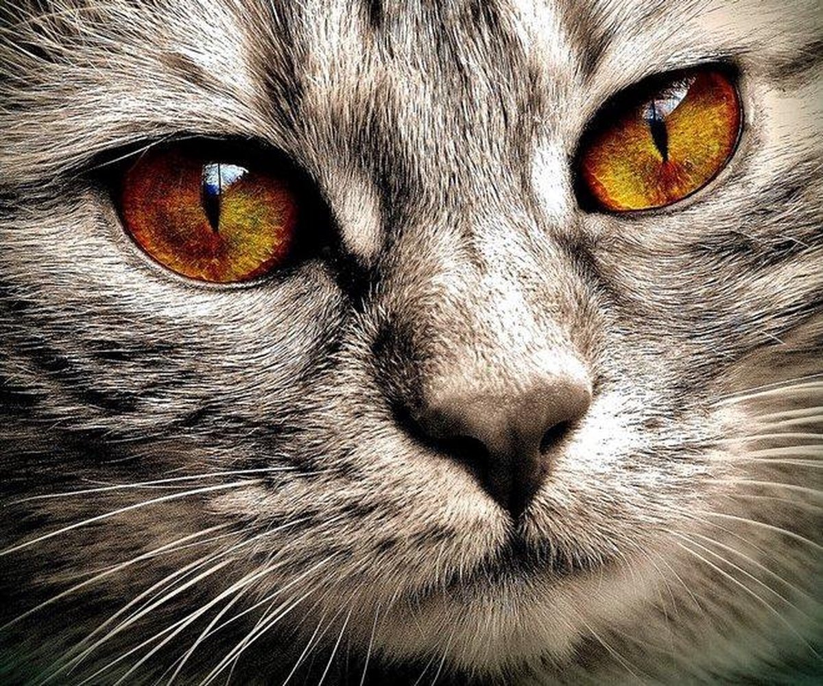 DPHERO Oranje kat diamant schilderij kits voor beginners en volwassenen, 5D DIY Kitten Diamond Art Kits, Ronde Volledige Boor Bloemen Gem Art Crafts Kits, DIY Schilderen op Nummers voor Thuis Muur