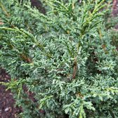 Juniperus Chinensis 'Blaauw' - Jeneverbes 20-25 cm in pot