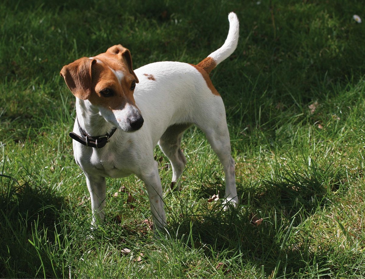 Jack Russell Terriër Fotobehang XXL - Behang met hond - 368 x 254 cm