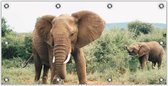 Tuinposter Zuid-Afrikaanse Olifanten 200x100cm- Foto op Tuinposter (wanddecoratie voor buiten en binnen)