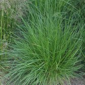 6 x Deschampsia Cespitosa - Smele pot 9x9cm - Gracieus Goudgeel Siergras