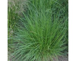 6 x Deschampsia Cespitosa - Smele pot 9x9cm - Gracieus Goudgeel Siergras