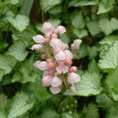 6 x Lamium Maculatum 'Pink Pewter' - Dovenetel pot 9x9cm - Rozepaarse bloemen, zilverkleurig blad