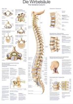 Het menselijk lichaam poster - Wervelkolom poster (kunststof-folie, 70x100cm)