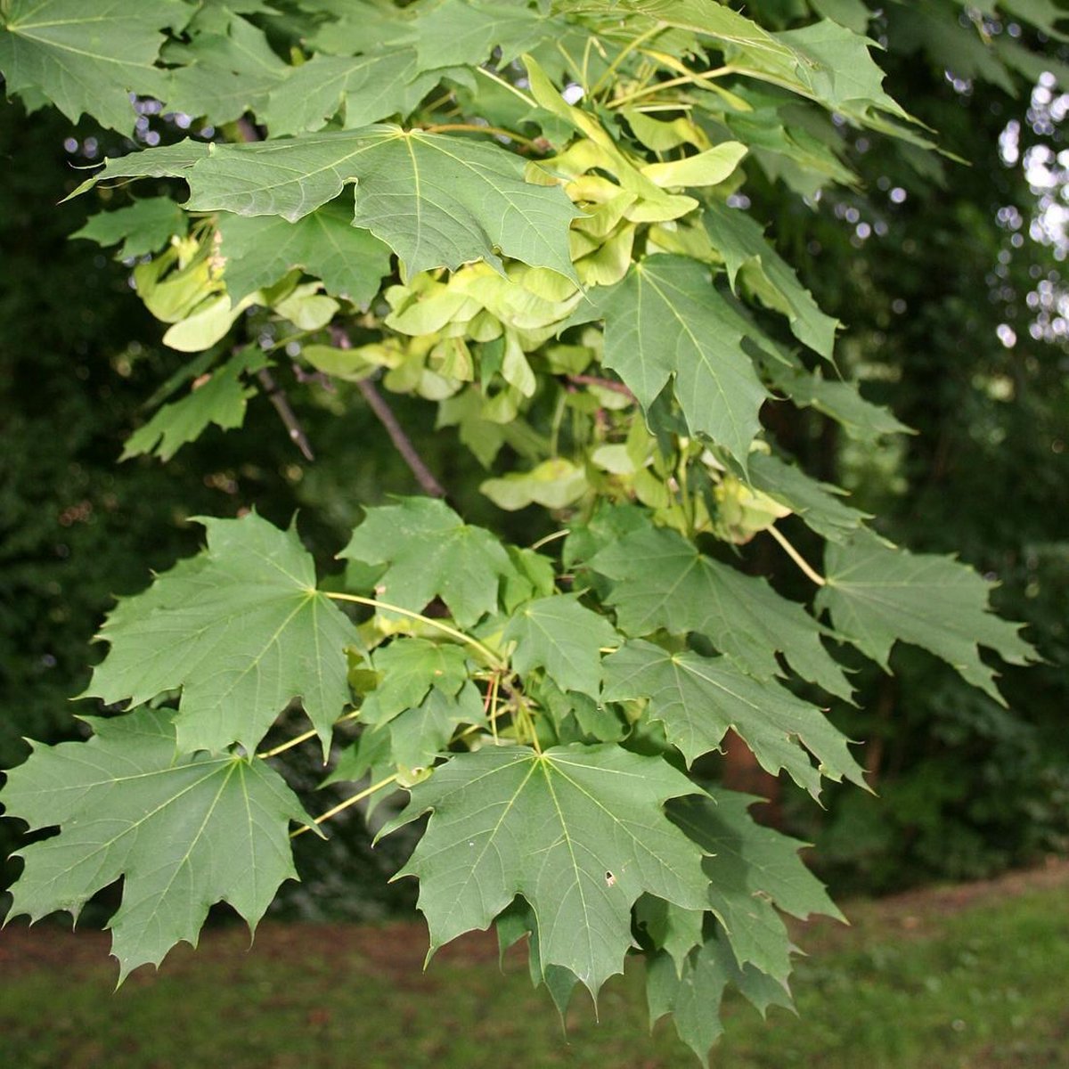 Acer Platanoides Érable plane colonnaire 60 90 cm Racines nues — free download