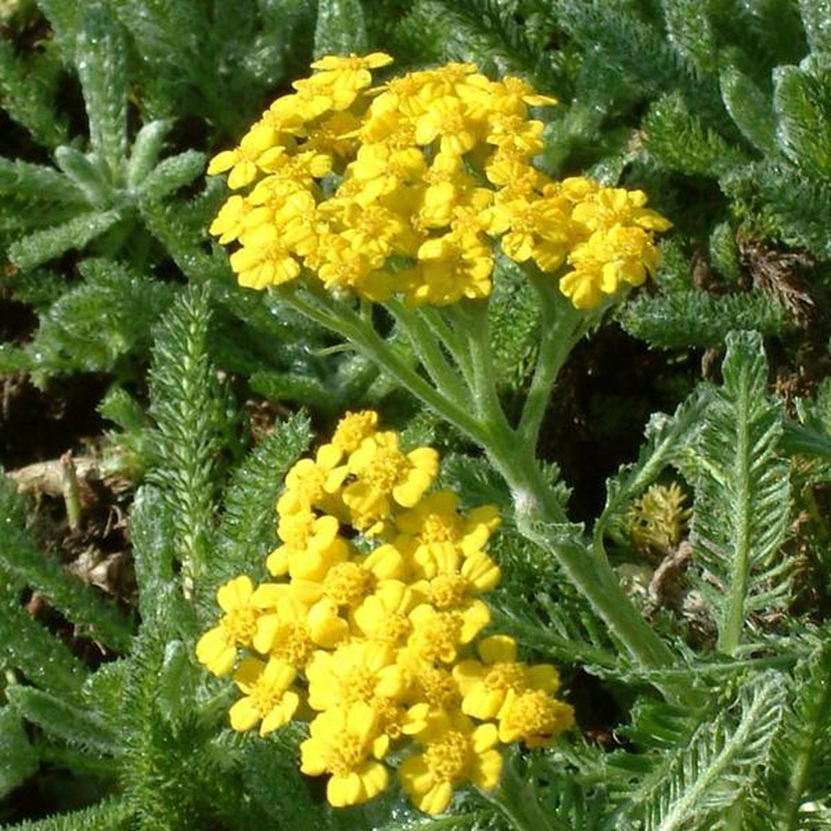 6 x Achillea Tomentosa - Duizendblad Pot 9x9 cm - Geelbloeiende Vaste Plant
