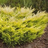 Juniperus Horizontalis 'Limeglow' - Kruipende jeneverbes 20-25  cm pot