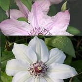 2 Clematis klimplanten: Clematis Hagley Hybrid & Clematis Miss Bateman - Roze en Wit bloeiend - Meerjarig en Winterhard | 2 x 1,5 liter pot