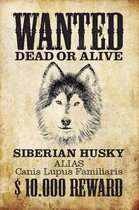 Wandbord - Wanted Dead Or Alive Siberian Husky -20x30cm-