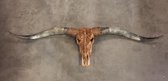 Longhorn skull gegraveerd 160 cm premium
