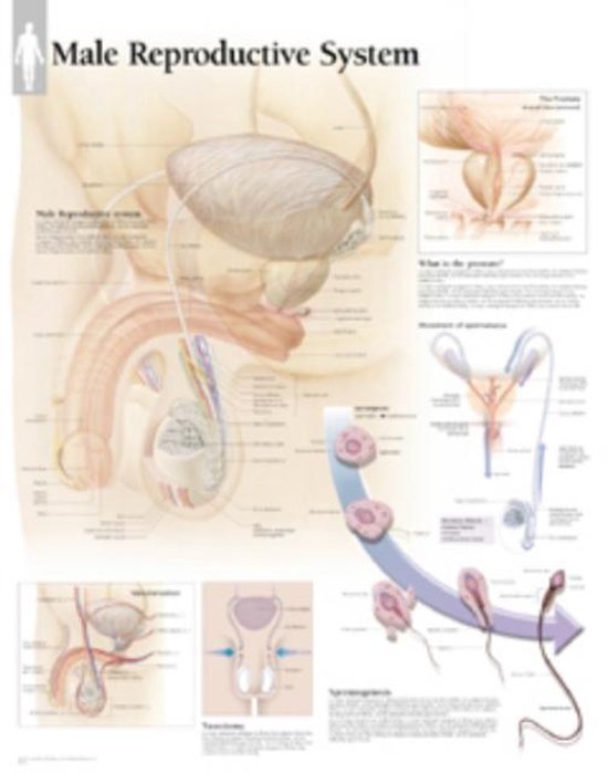 Foto: Male reproductive laminated poster