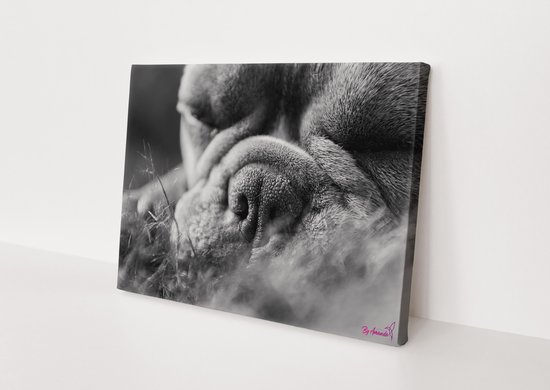 Hond | Close-up | Franse Bulldog | Dieren | Stichting BY Amanda | Canvasdoek | Wanddecoratie | 150CM x 100CM | Schilderij