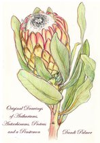 Sketchbook Drawings - Original Drawings of Anthuriums, Antirrhinums, Proteas and a Penstemon