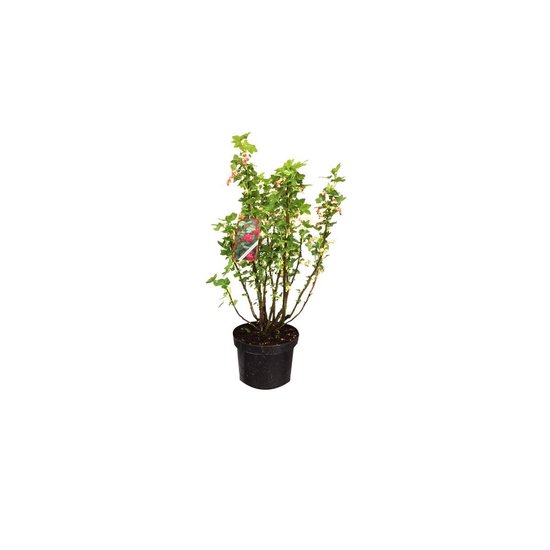 Un arbuste de groseillier sanguin vert avec des fleurs roses dans un pot noir, avec une étiquette de plante verte/rouge.
