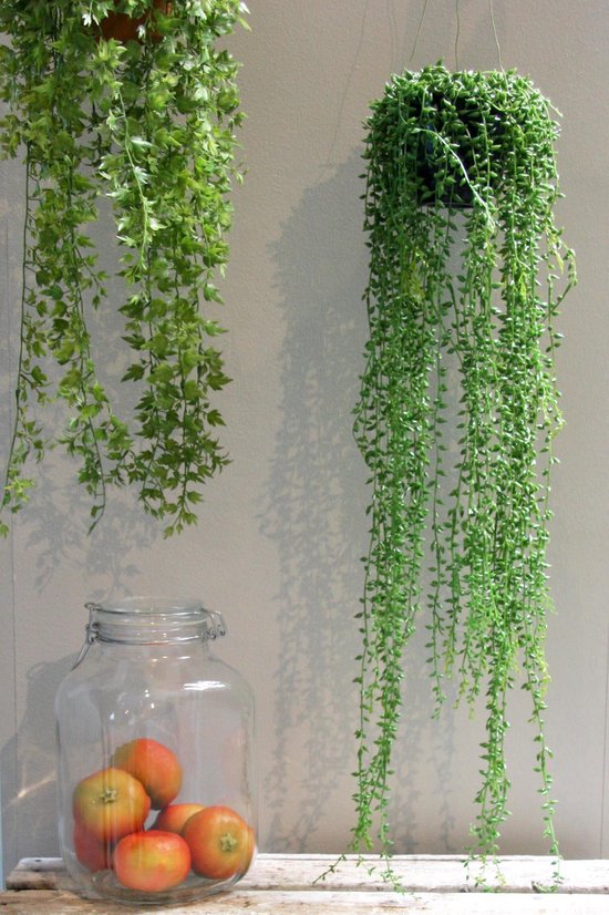 Emerald - Hangplant - In - 50 cm - Groen |