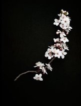 Cherry Branch