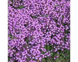 6 x Thymus Praecox 'Coccineus' - Tijm Pot 9x9 cm - Roodbloeiende Kruidenplant