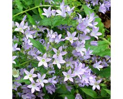 6 x Campanula Lactiflora 'Prichard'S Variety' - Celtisbladklokje pot 9x9cm