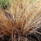 6 x Carex Comans 'Bronze Form' - Zegge - pot 9 x 9 cm - Subtiel Bronzen Schoonheid